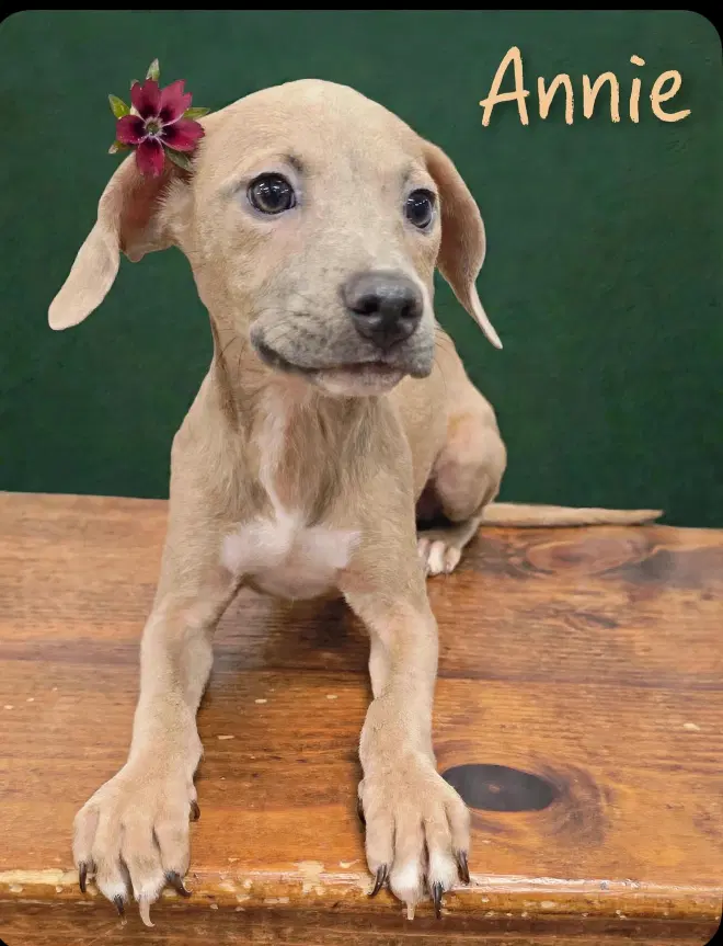 Annie Tx image 3