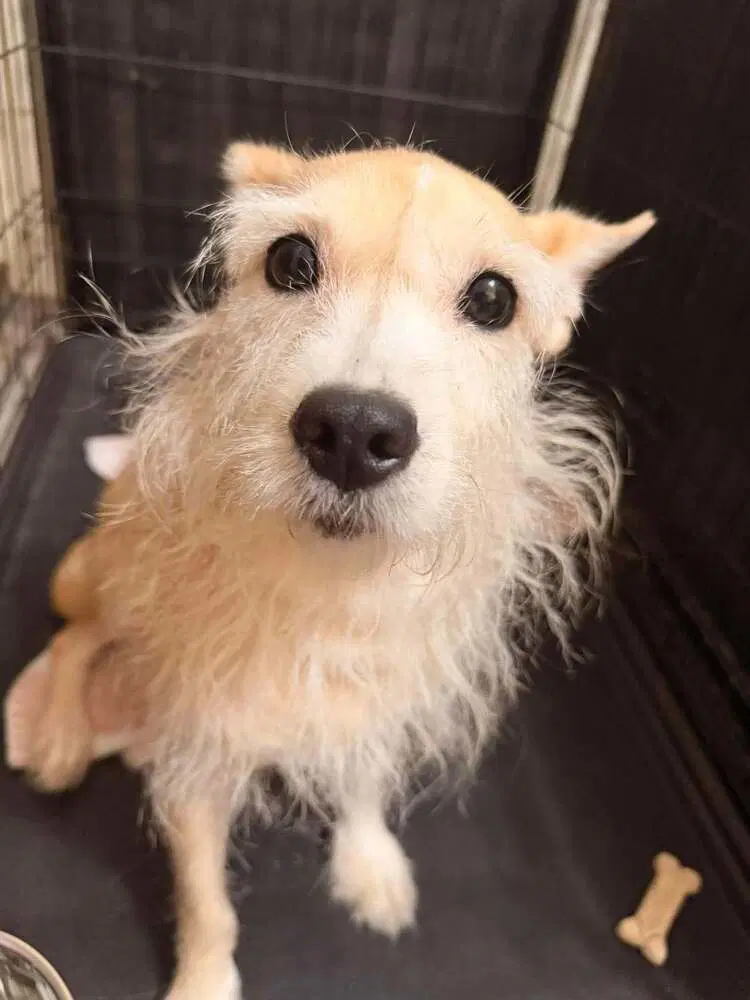 Piper Al - Terrier