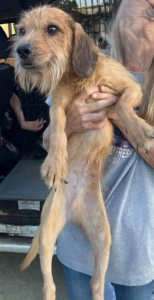 Benji Al - Terrier