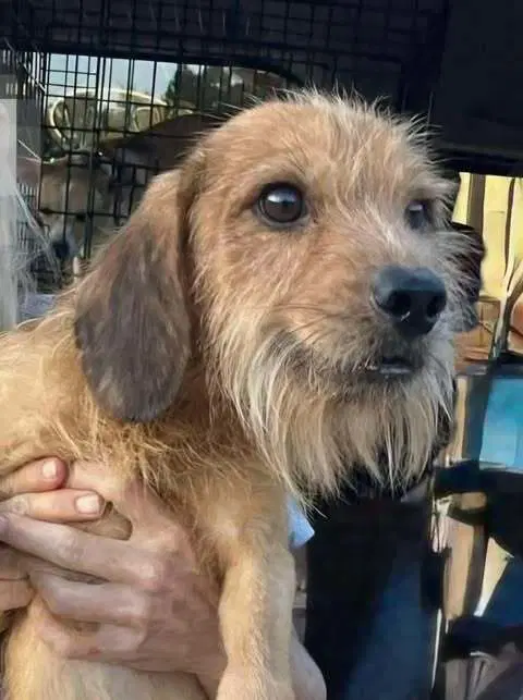Benji Al - Terrier