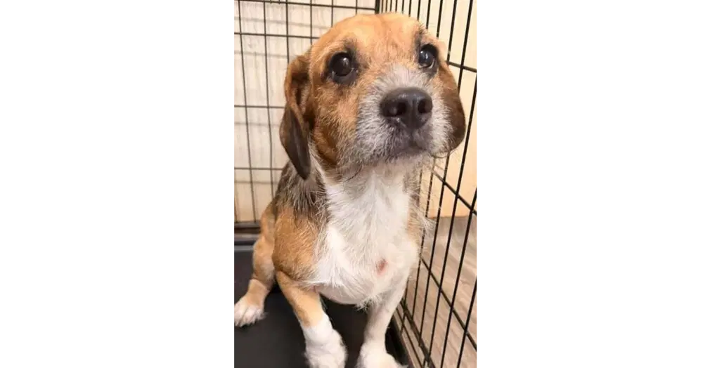 Stitch Al - Beagle