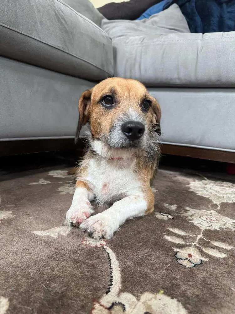 Stitch Al - Beagle