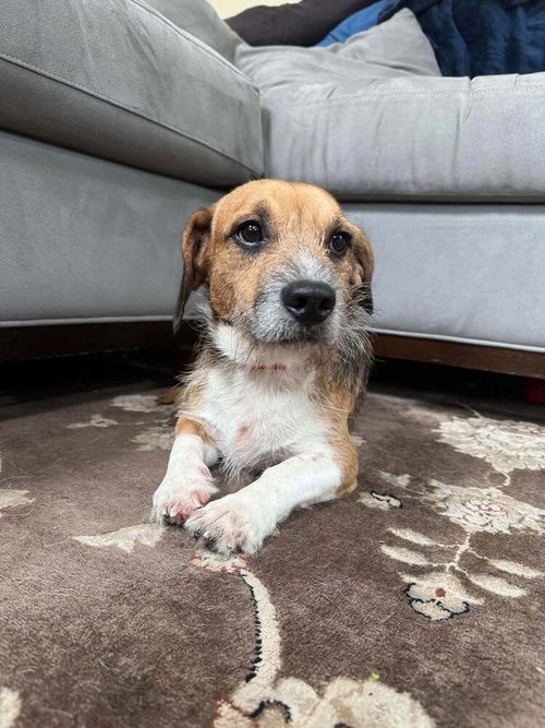 Stitch (AL), a dog for adoption from Rescue Dogs Rock, Inc