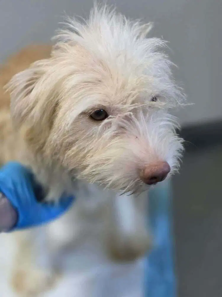 Ginger Al - Terrier