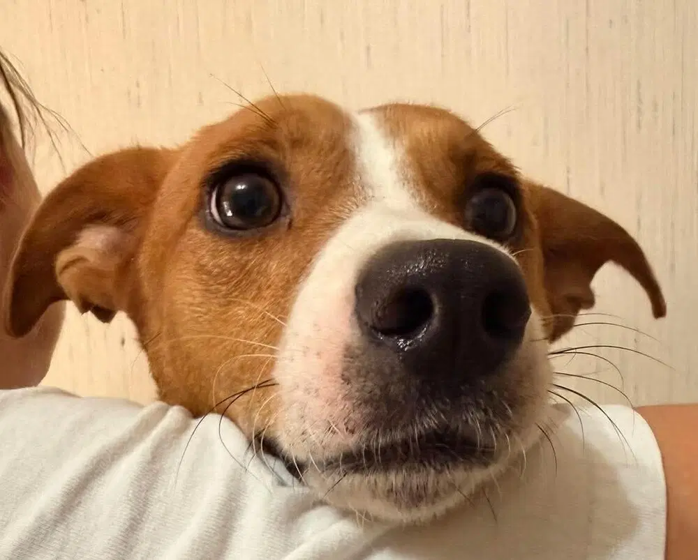 Ryder Al - Dachshund