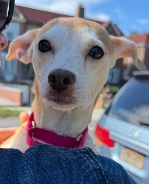 Darci (AL), a dog for adoption from Rescue Dogs Rock, Inc