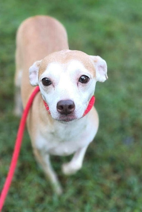 Photo 2 of Darci (AL)
