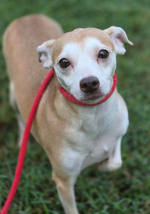 Photo 3 of Darci (AL)