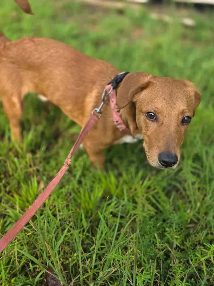 Georgie Al - Beagle