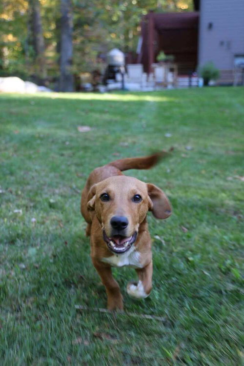 Georgie (AL), a dog for adoption from Rescue Dogs Rock, Inc
