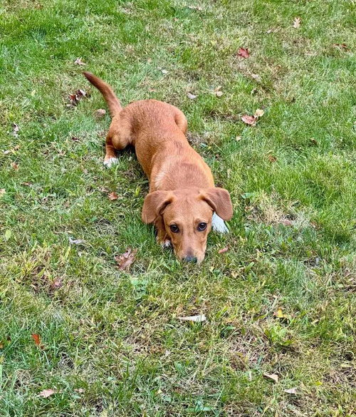 Photo 2 of Georgie (AL)