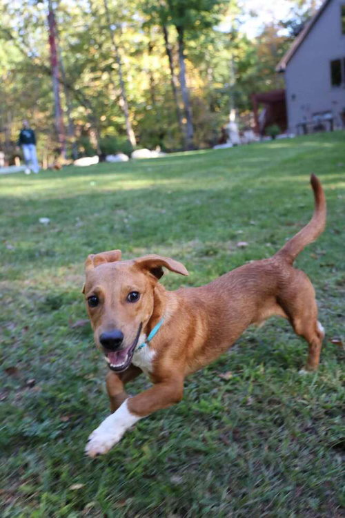 Photo 3 of Georgie (AL)