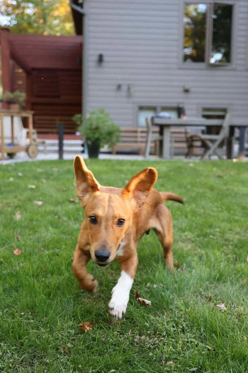 Photo 4 of Georgie (AL)