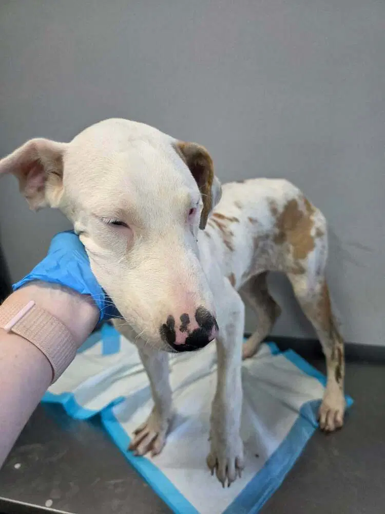 Butterscotch Al - Great Dane