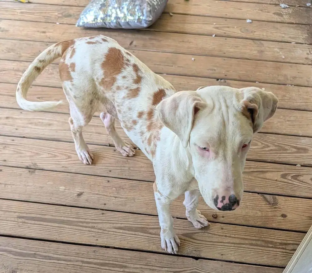 Butterscotch Al - Great Dane