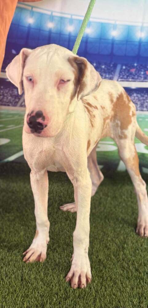 Butterscotch (AL), Great Dane