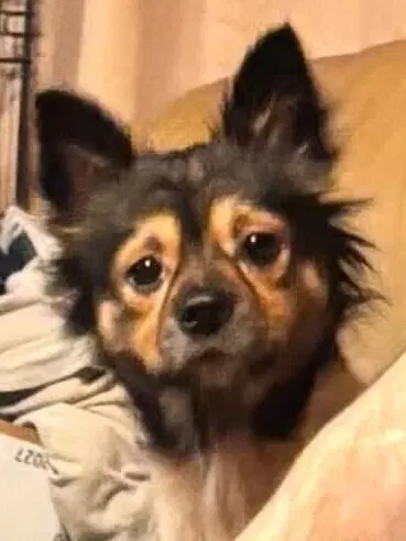 Millie Al - Chihuahua