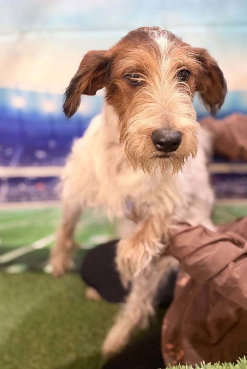 Photo 2 of Linus (AL)