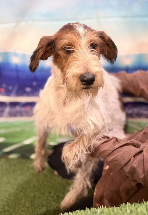 Photo 3 of Linus (AL)