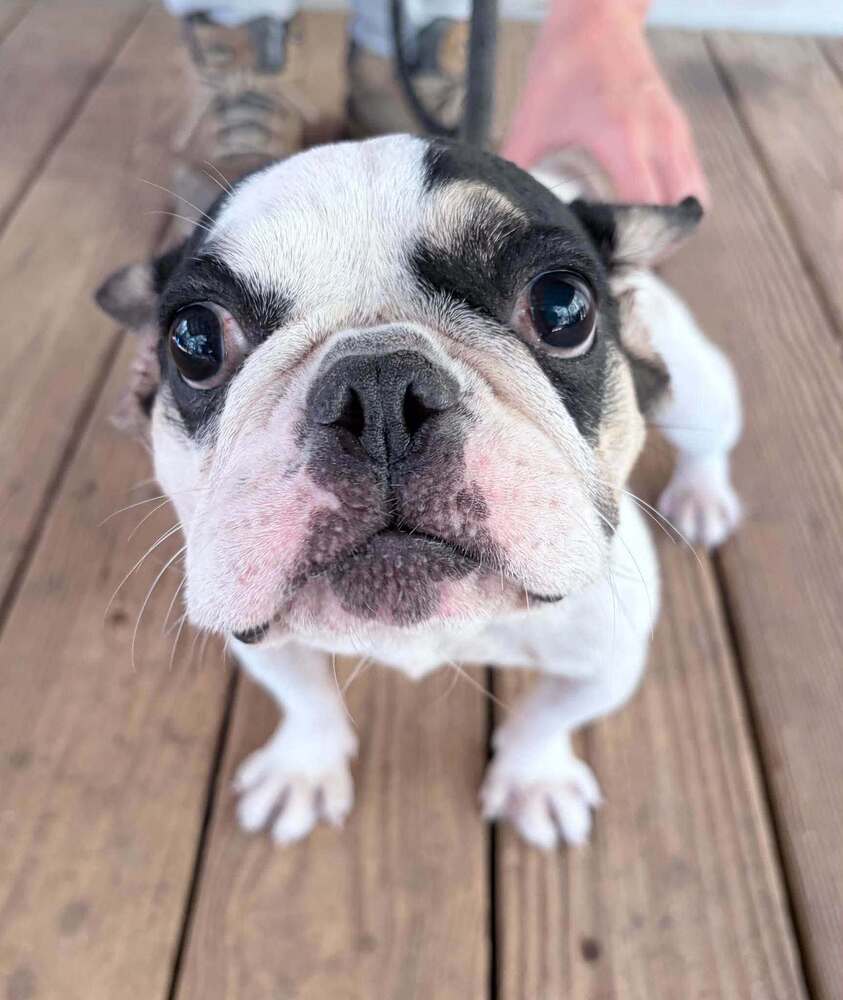 Elle (GA), Boston Terrier