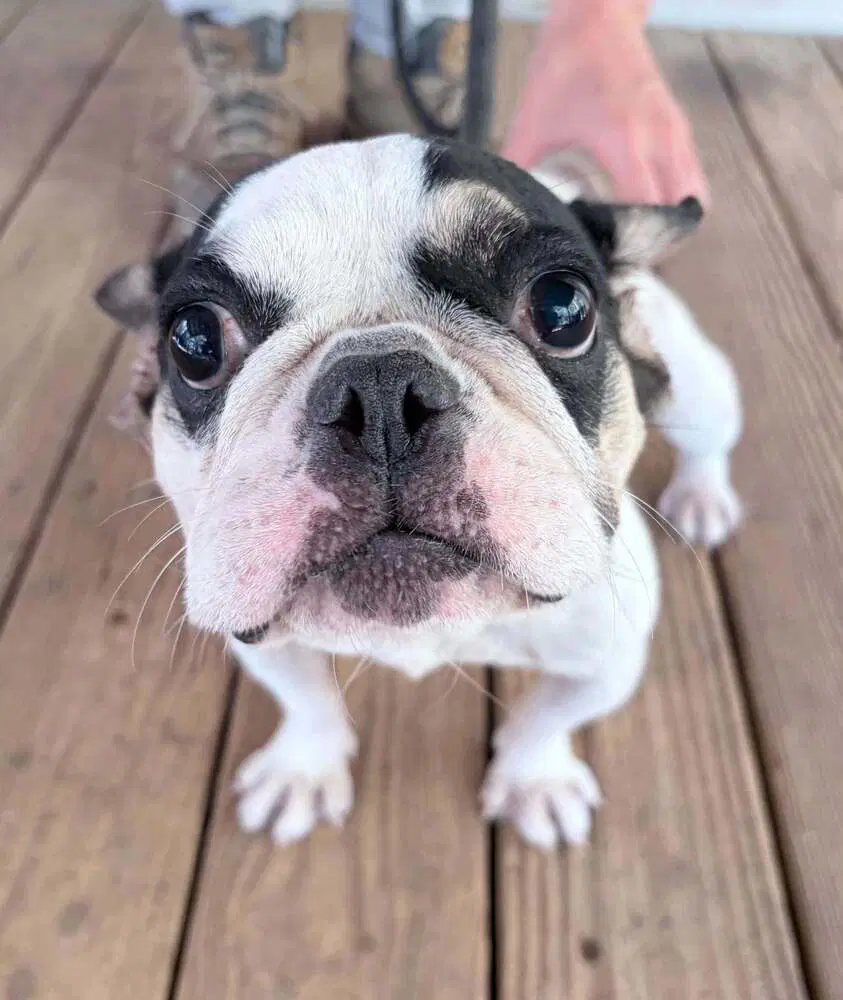 Elle Ga - Boston Terrier