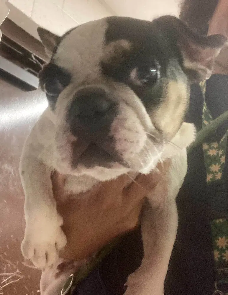 Elle Ga image 2