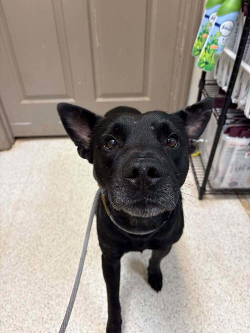 Milo (AL), Terrier / Mixed