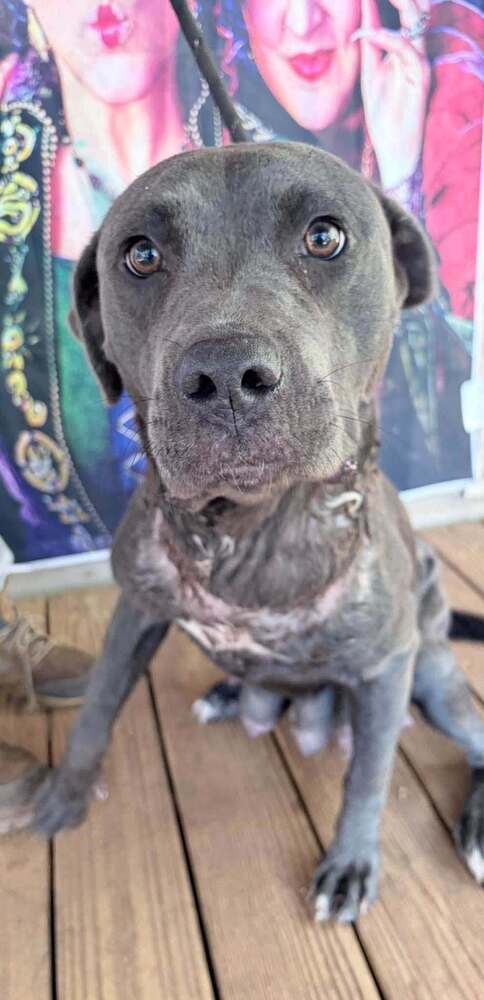 Portia (GA), Pit Bull Terrier