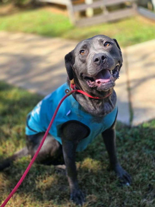 Portia (GA), Pit Bull Terrier / Mixed