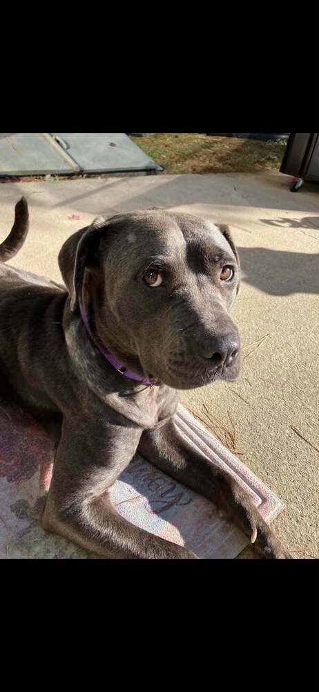 Portia (GA), Pit Bull Terrier / Mixed
