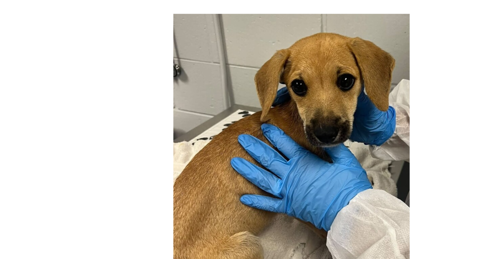 Salem (SC), Terrier