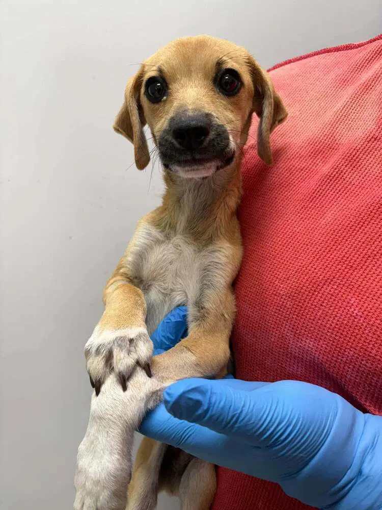 Salem Sc - Terrier