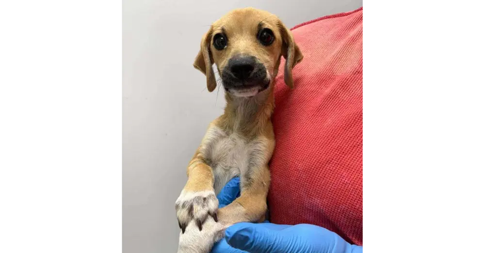 Salem Sc - Terrier