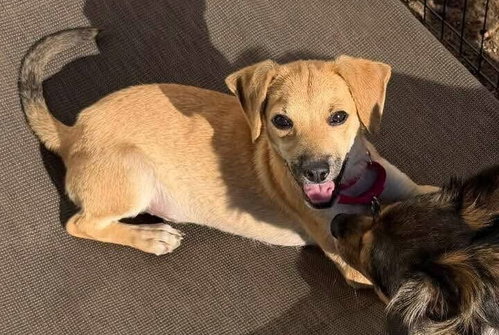 Salem (SC), Terrier / Mixed
