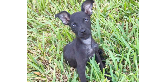 Teeny (TX), a dog for adoption from Rescue Dogs Rock, Inc