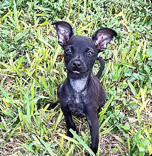 Photo 2 of Teeny (TX)