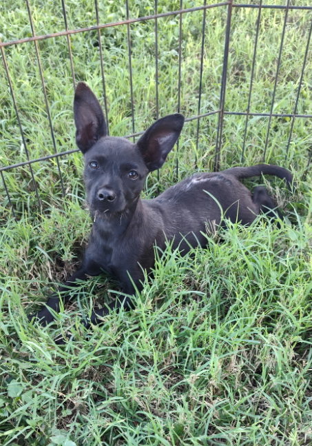 Teeny (TX), photo 4
