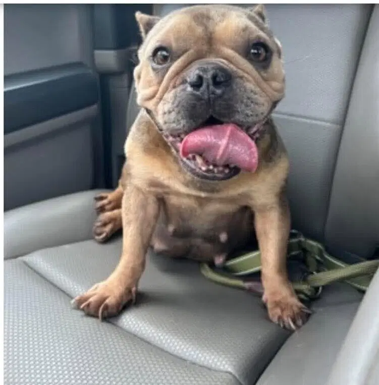 Jewel Ga - French Bulldog