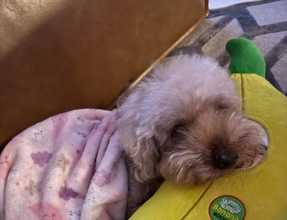 Lucky Ga - Poodle (Miniature)