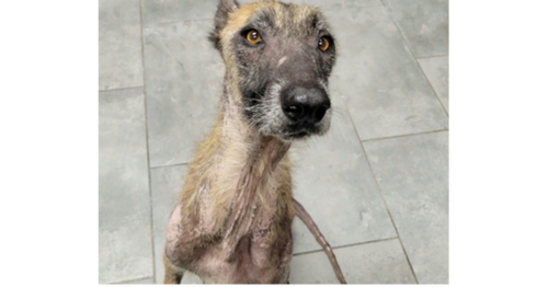 Shayla Wayla (TX), Shepherd / Belgian Shepherd Malinois / Mixed