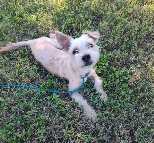 Ellie (TX), Terrier