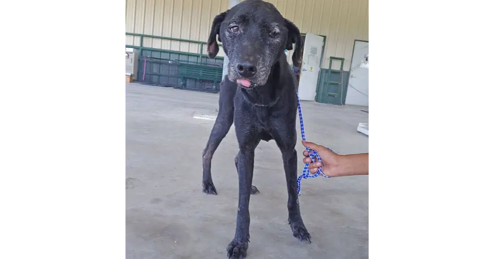 Molly Tx - Labrador Retriever