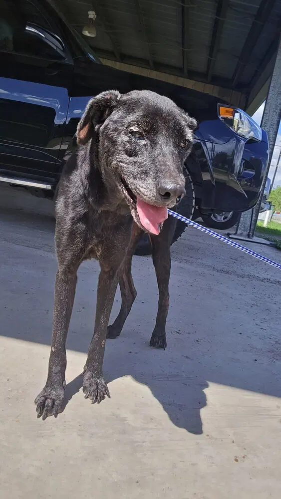 Molly Tx image 3