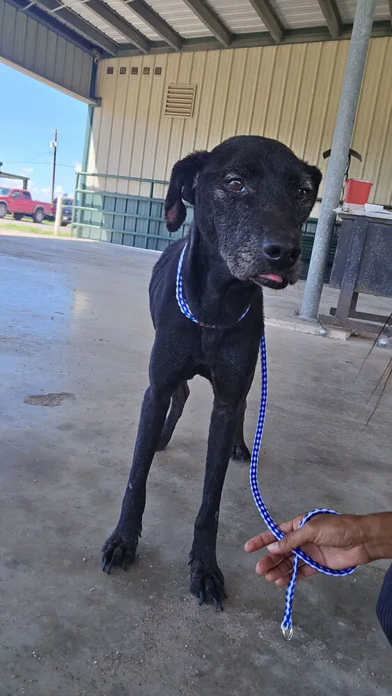 Molly Tx image 4