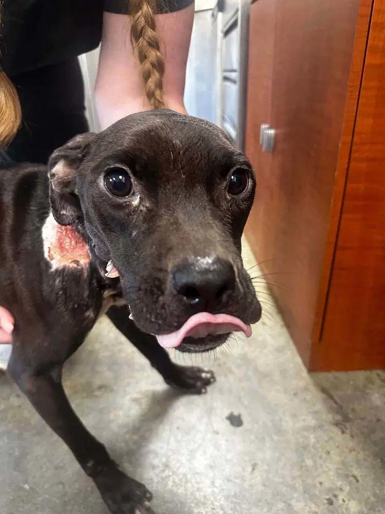 Bunny Al - Pit Bull Terrier