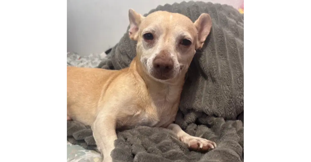 Oliver Tx - Chihuahua