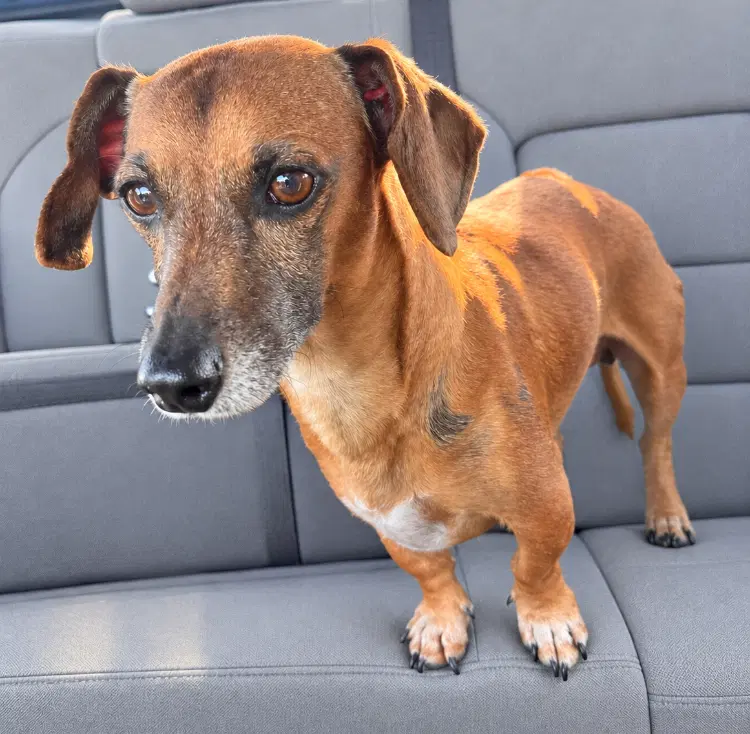 Scout Tx - Dachshund