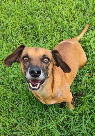 Scout (TX), photo 3