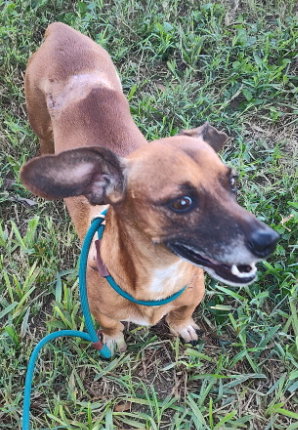 Scout (TX), photo 4