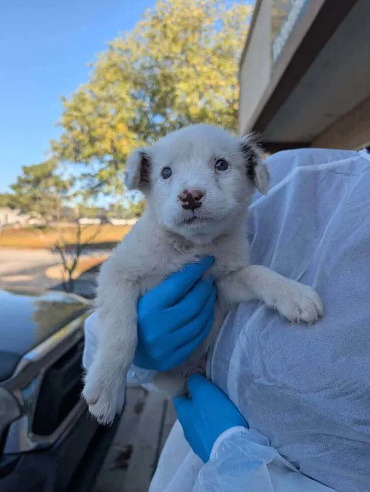 Aspen Sc - Terrier